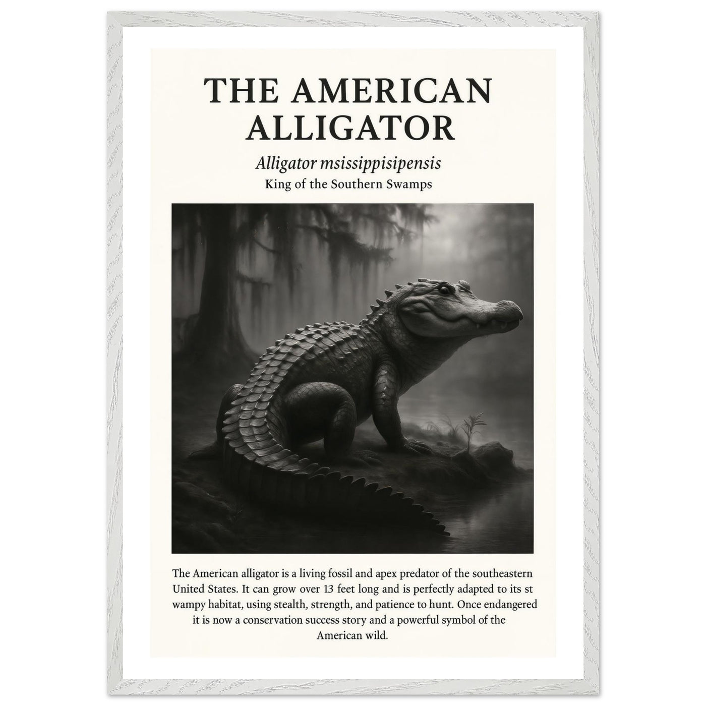 The American Alligator – Canvas Art Print | Canvas of America