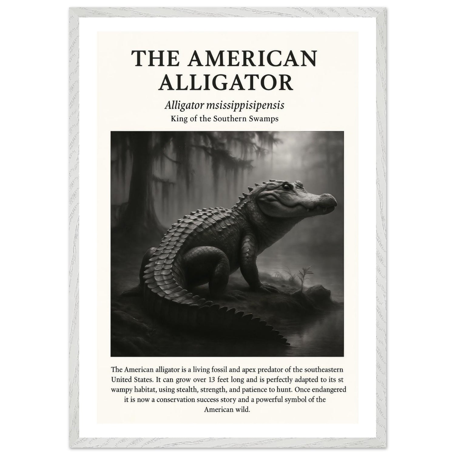 The American Alligator – Canvas Art Print | Canvas of America