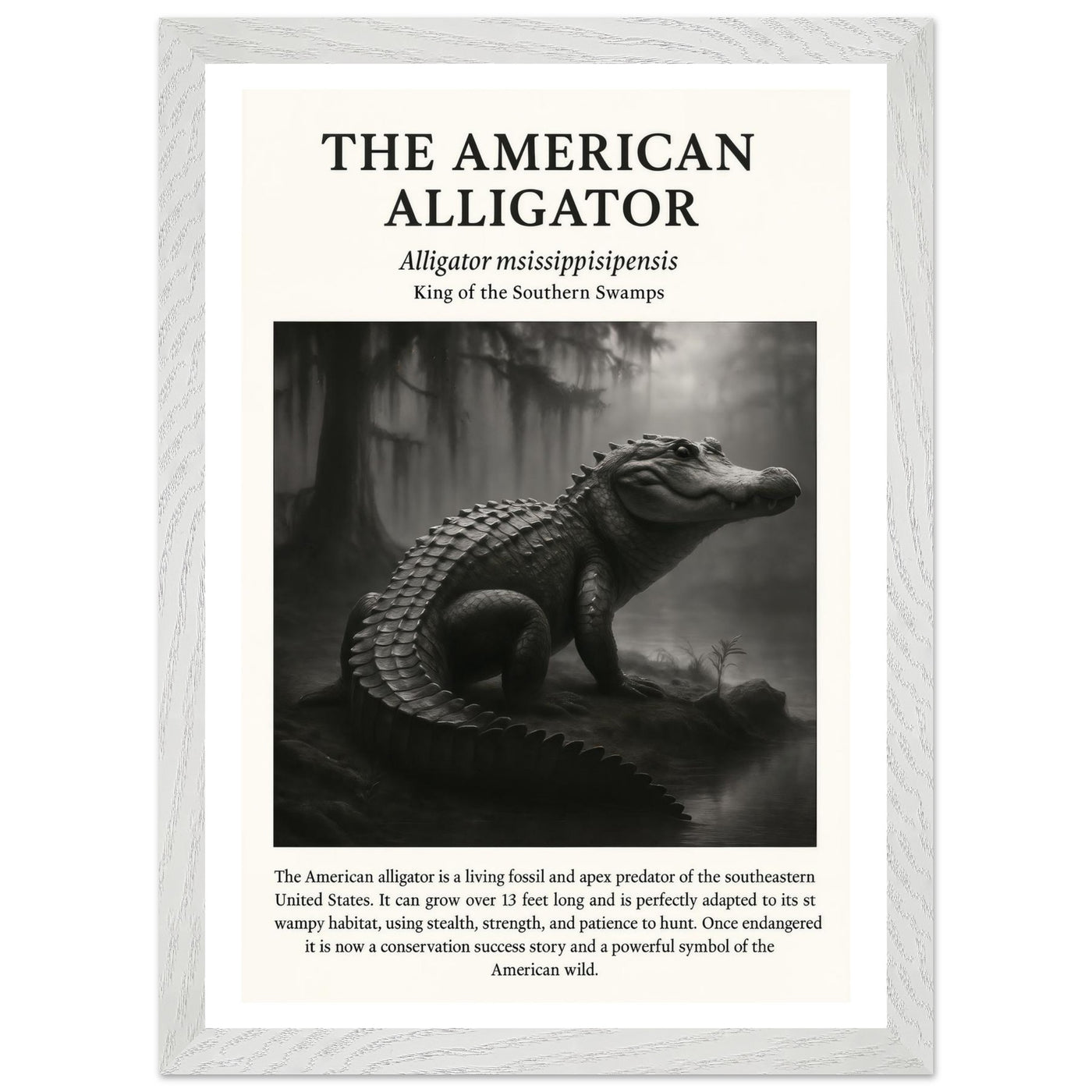 The American Alligator – Canvas Art Print | Canvas of America