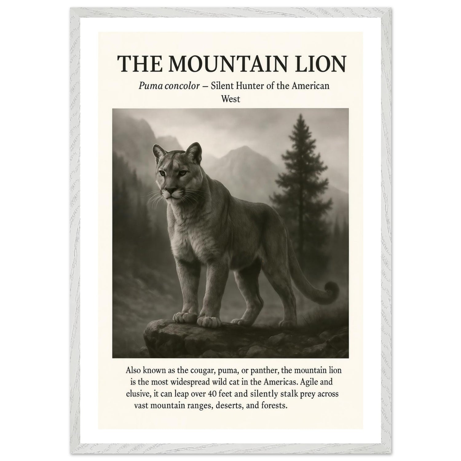 The Mountain Lion – Canvas Art Print | Canvas of America