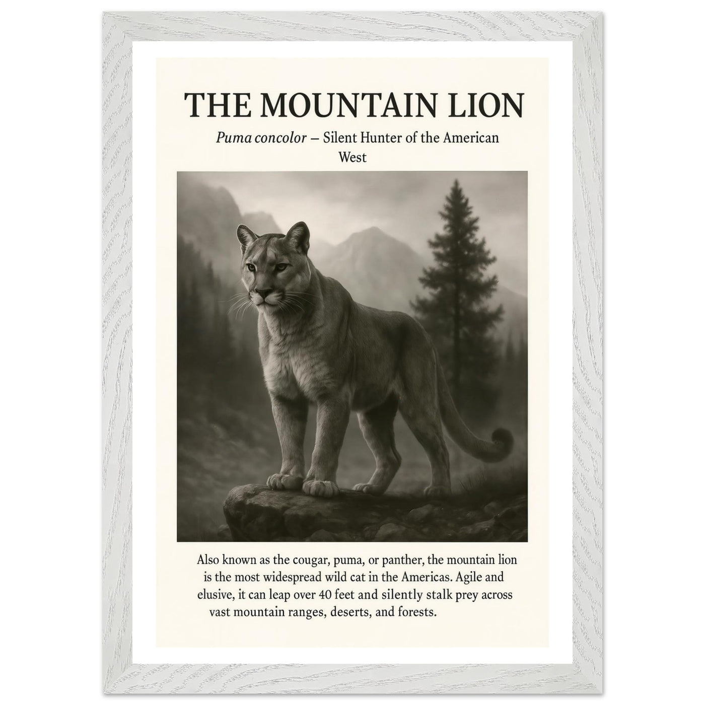 The Mountain Lion – Canvas Art Print | Canvas of America