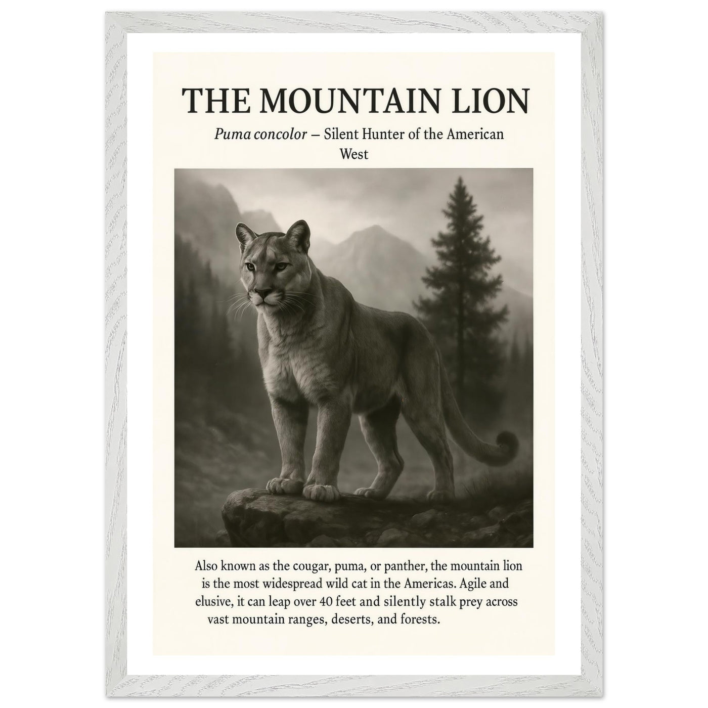 The Mountain Lion – Canvas Art Print | Canvas of America