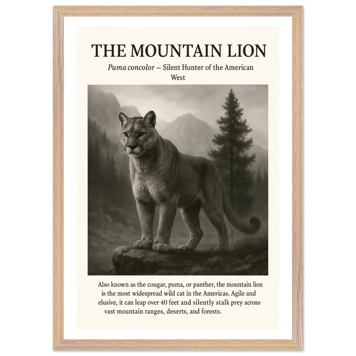 The Mountain Lion – Canvas Art Print | Canvas of America